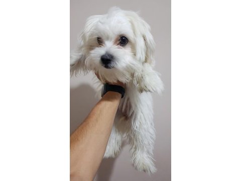 Dişi terrier maltese çok tatlı bir arkadaş