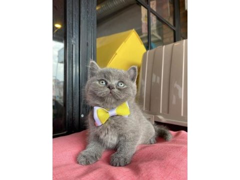 Gri ayı kafa yavru british shorthair