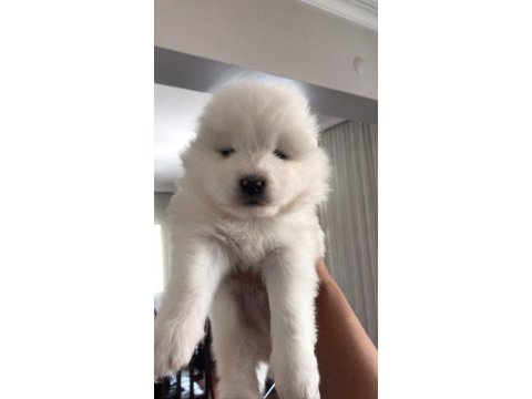 Şampiyon samoyed yavruları