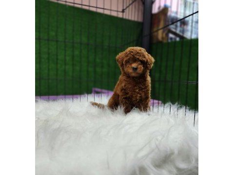 Poodle ailemize katılmak istemez misiniz