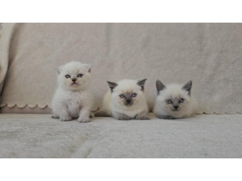Blue point scottish fold ve british shorthair