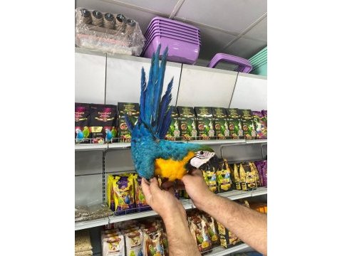 4 aylık el besleme bebek macaw