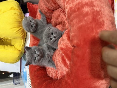 Sevimli scottish fold bebekler