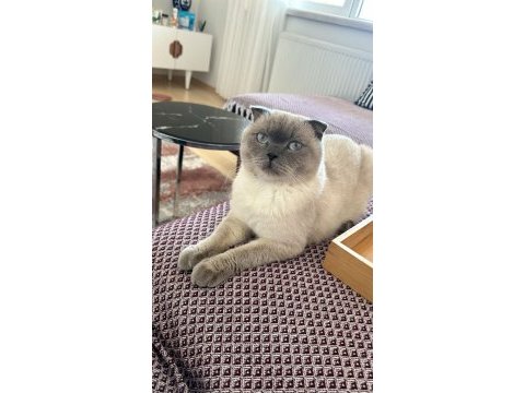 Scottish fold kedimize acil yuva arıyoruz