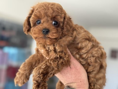 Show kalite toy poodle lar petmode köpek çiftliğinde