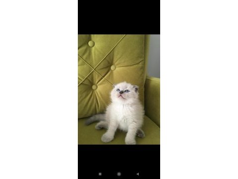 Scottish fold blue point dişi