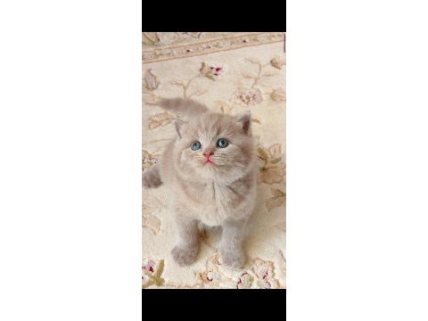 Gri lilac dişi erkek british yavrular