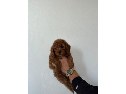 1 erkek 2 dişi poodle yavrularımız