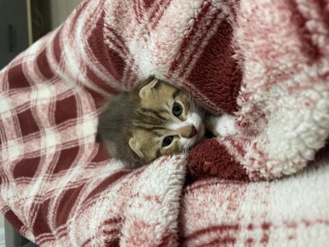 2 aylık bebiş scottish fold