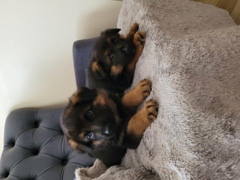 K9 safkan alman kurdu 2 kardeş