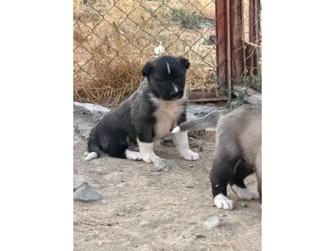 Orijinal saf kangal