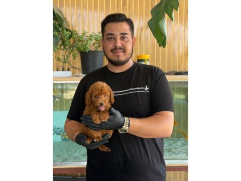 Maltipoo yavruları
