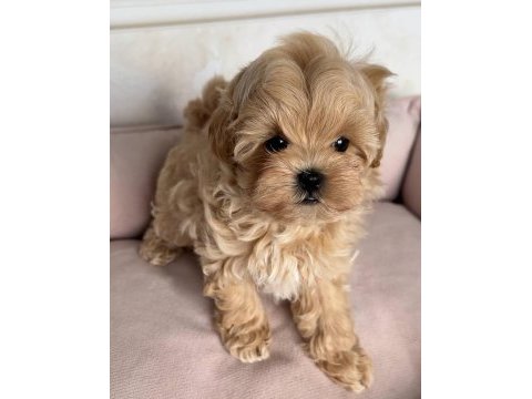 Kıpkızıl mini morkie 1 kg