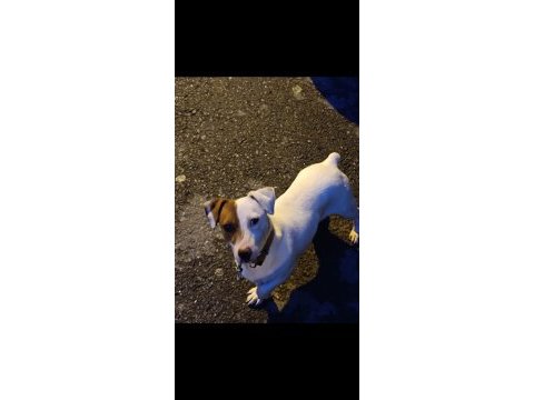 Safkan erkek ve dişi jack russell köpekler