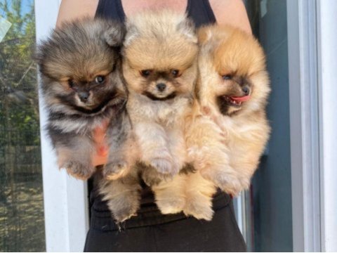 Pomeranian boo yavrular (majyajsız fönsüz)