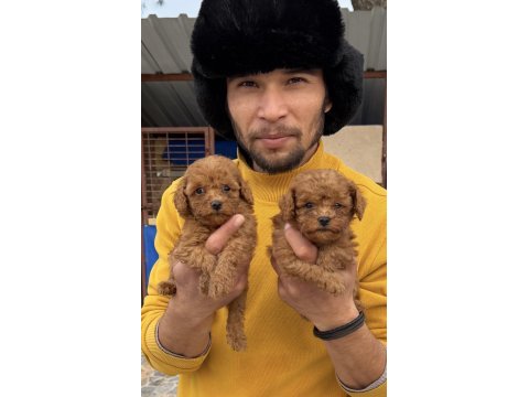 Toy poodle yavrularımız
