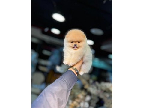 Pomeranian boo pamuk şekeri tadında