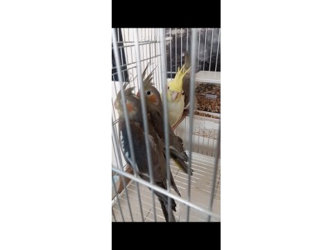 2 aylık sultan papağanları