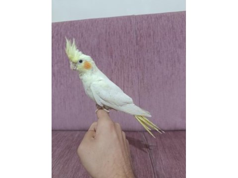 1.5 ay önce yeme geçti ele alışkın sultan papağanı