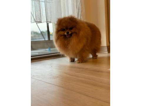 Pomeranian boo dişi (türkiyede daha iyisi yok)