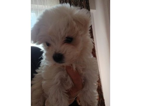 Maltese terrier yavru dişi