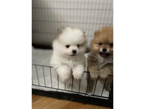 Anne altından orjinal şecereli pomeranian boo yavruları