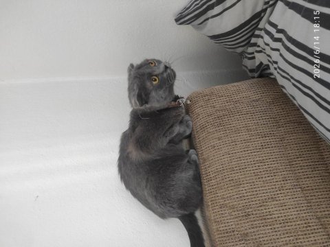 Şehir değişikliği için scottish fold