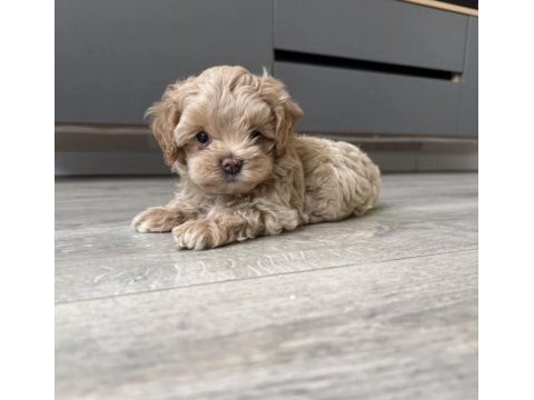Tr de tek micro teacup maltipoo yavrusu