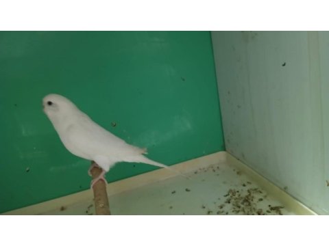 Hazır damızlık dişi muhabbet kuşları