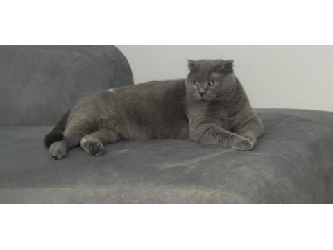 İsmi gibi prenses sakin huylu scottish fold