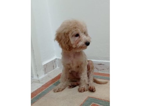 Oyuncu max toy poodle