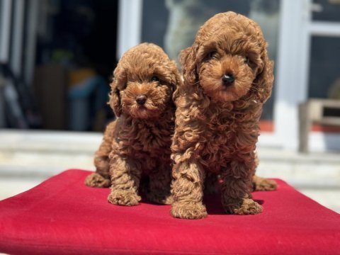 Yasal ruhsatlı çiftlikde ziyarete açık toy poodle