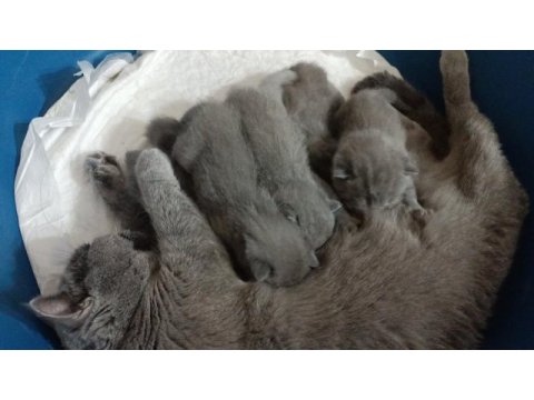 Yavru safkan ingiliz british shorthair