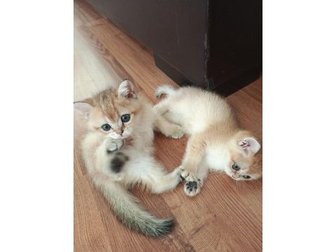 Sevimli golden bebek kediler güvenilir yuvalar arıyor