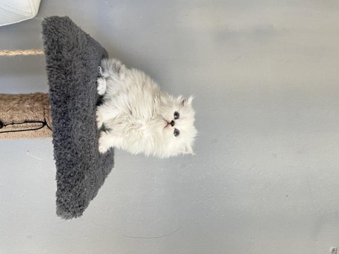 Show kalite british longhair bebeklerimiz