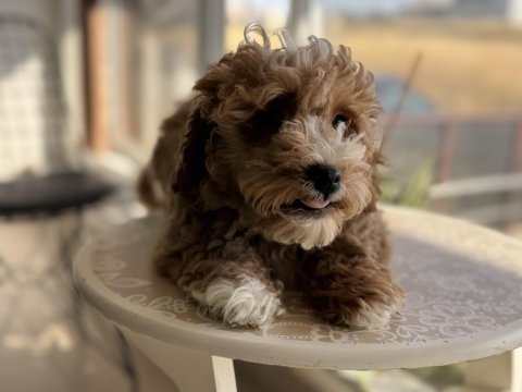 Petmode köpek çiftliğinde wc eğitimli maltipoo lar