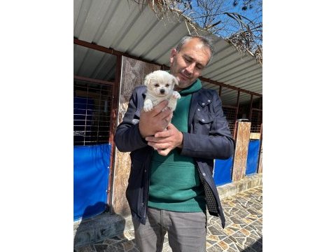 Morkie yavrularımız