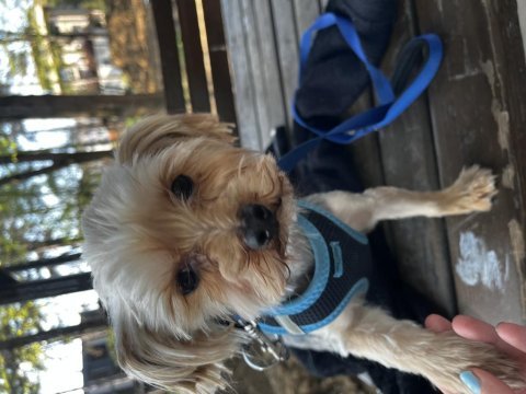 4 yaşında erkek yorki 7 8 yaşında dişi yorkie
