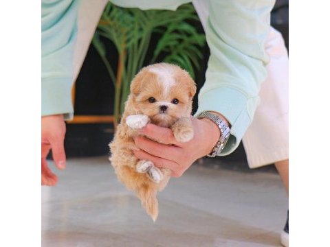 Maltipoo çocuklarım