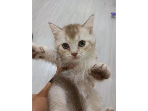 3 güzel yavru kedimiz yeni yuvasını arıyor