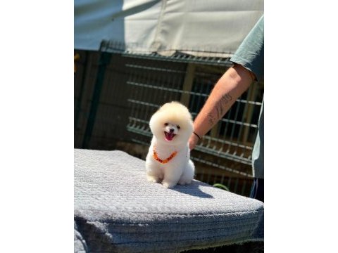 Sağlık ve ırk garantili pomeranian köpeği
