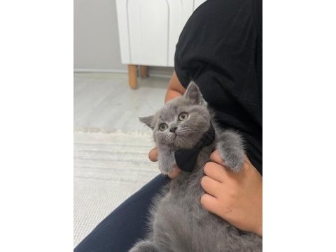 Erkek yavru british shorthair kedisi