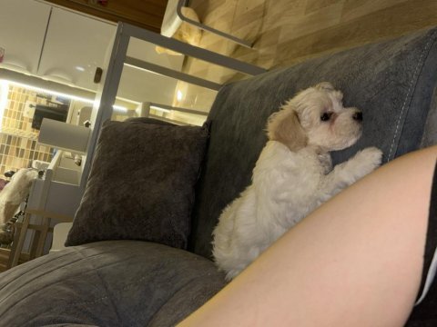 İstanbul içi sahiplendirilecek maltipoo