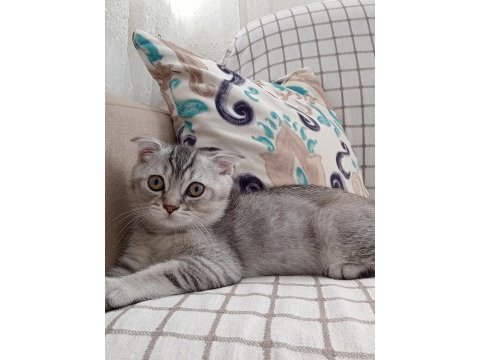 Yeni 3 aylık erkek scr li scottish fold