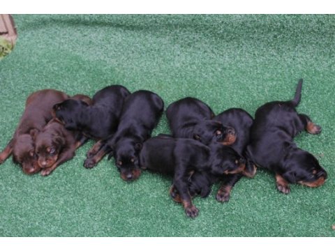 22 ekim doğumlu doberman yavrularımız