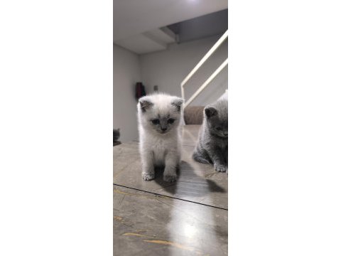 Özenle british shorthair yavruları