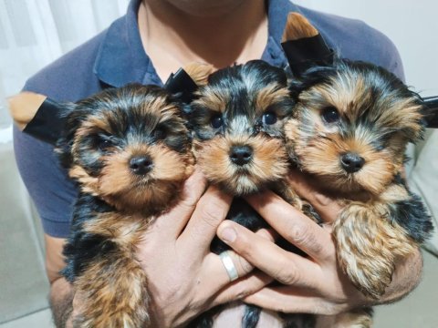 Yorkshire terrier yavrular