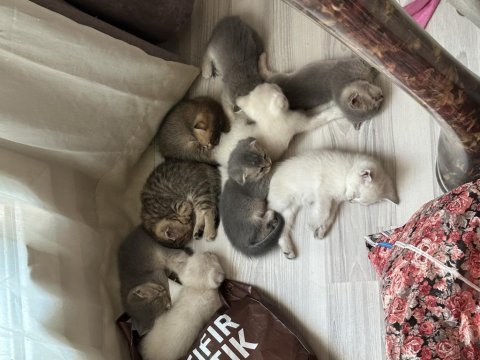İzmir scottish fold british shorthair hemen teslim