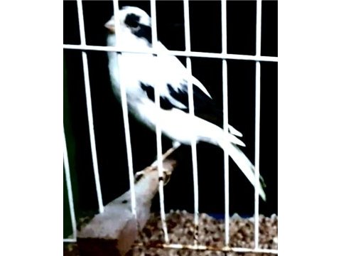 Kanarya larim açıklamaları okuyalım