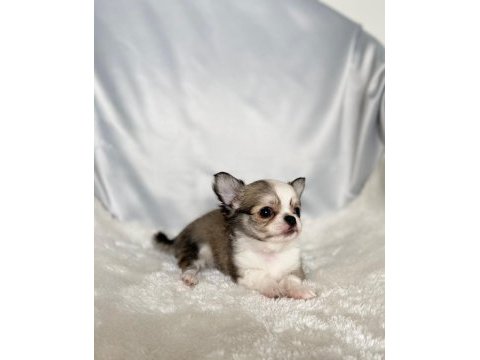 Biblo bebek chihuahua
